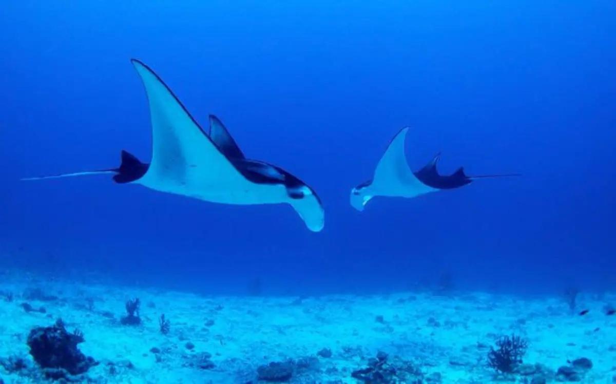 White Sandy Beach-Best Manta Snorkeling Tethi Bagian luar foto